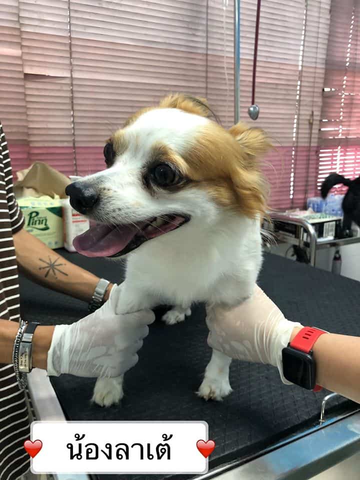 Petsiamparkclinic (สัตวแพทย์สวนสยาม) 9