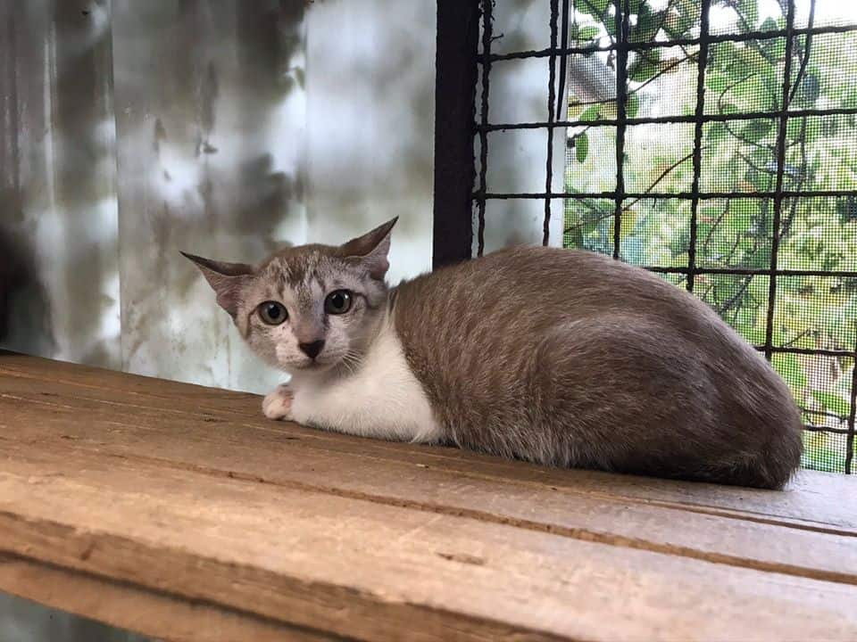 Pet Pirate Pet Store (แจ้งวัฒนะ) 8