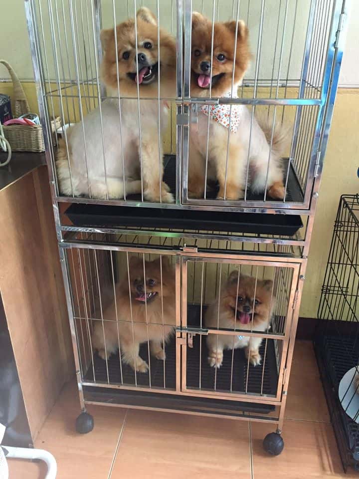 Dr.chula's animal clinic (คลินิกสัตว์ด๊อกเตอร์จุฬา) 4