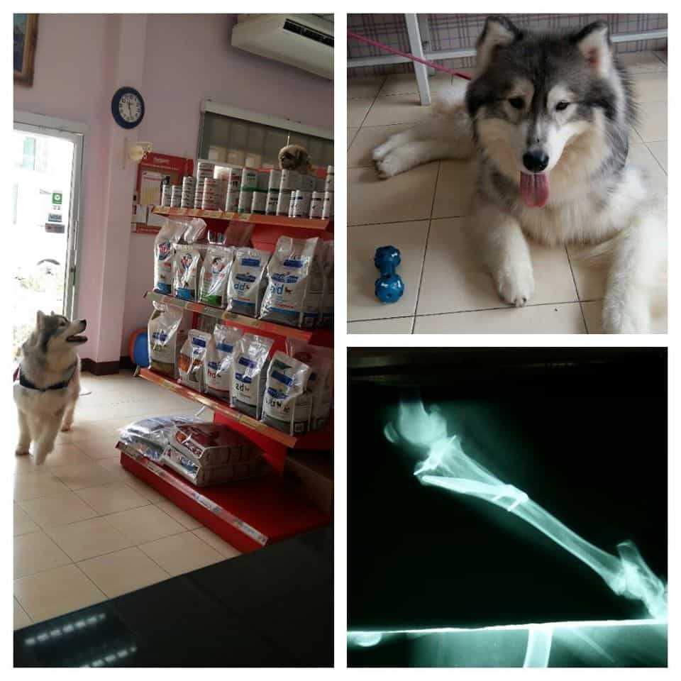 โรงพยาบาลสัตว์มัยลาภ (Animal Hospital Maiyalap) 5