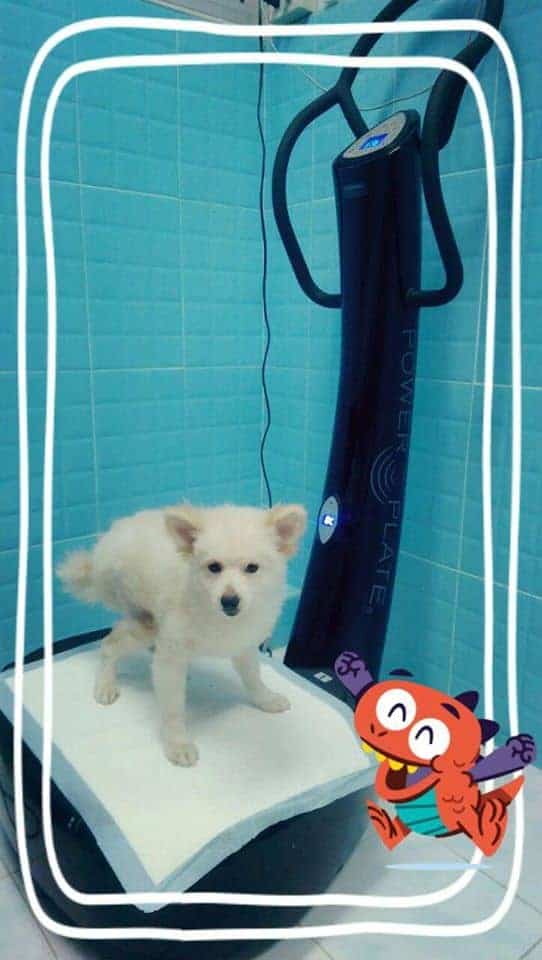 PPH 2 Pet Hospital (โรงพยาบาลสัตว์ประดิพัทธ์ 2) 2