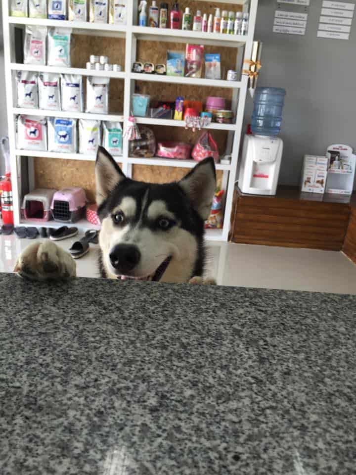 Vet Care Animal Hospital (โรงพยาบาลสัตว์เวทแคร์) 1