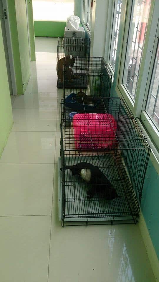 Pa Mari Animal's Health Center (ศูนย์สุขภาพสัตว์ พามาริ) 3