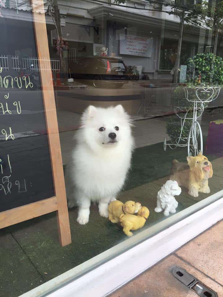 Dog Village (Grooming&Hotel) 3