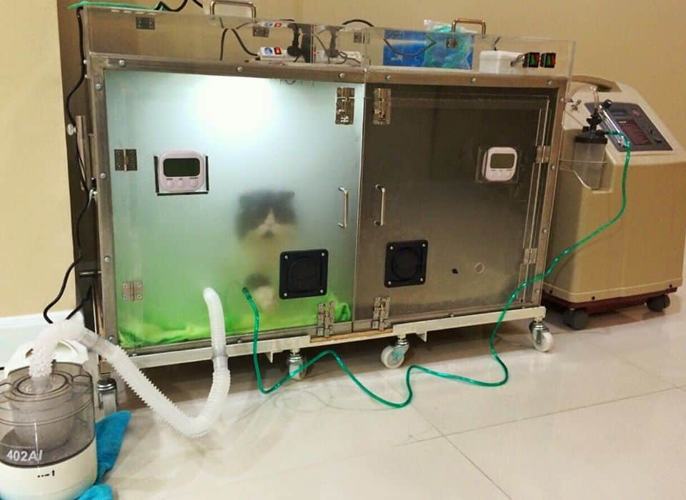 Grand Avenue Pet Hospital (โรงพยาบาลสัตว์แกรนด์อเวนิว) 2