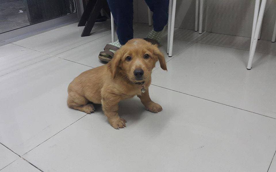 Pralong Vet Clinic (คลินิกประลองรักษ์สัตว์) 4