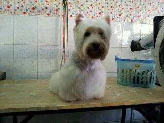 Dog Secret (พัทยา) 2