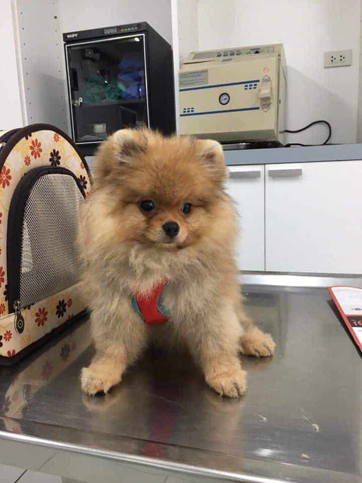 โรงพยาบาลสัตว์สุขุมวิท 49 (Sukhumvit 49 Veterinary Hospital) 4
