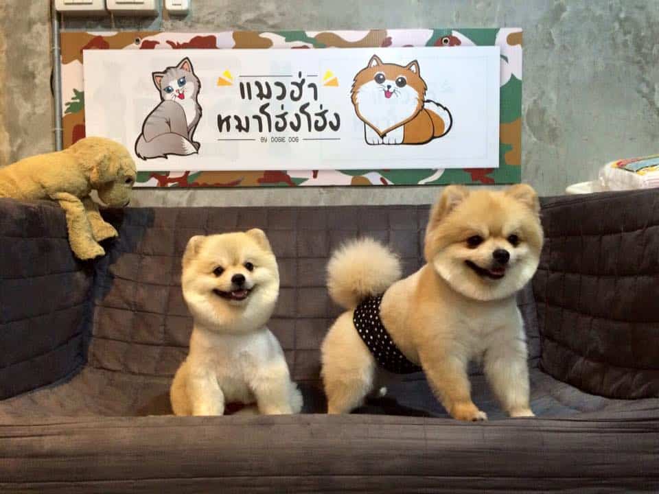 แมวฮ่า หมาโฮ่งโฮ่ง by Dogie Dog (เดอะคริสตัล ราชพฤกษ์) 2