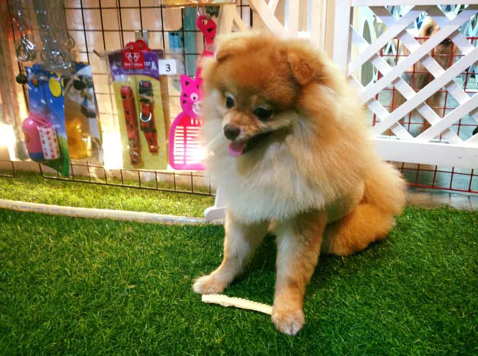 แมวฮ่า หมาโฮ่งโฮ่ง by Dogie Dog (เดอะคริสตัล ราชพฤกษ์) 5