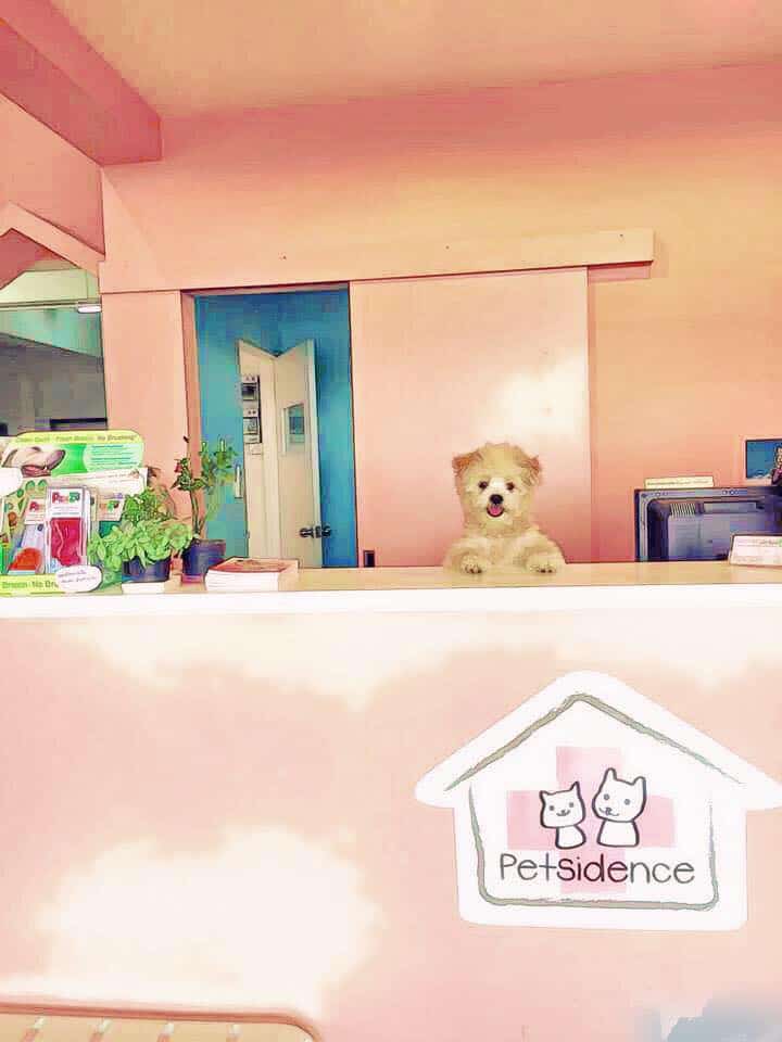 โรงพยาบาลสัตว์เพ็ทซิเดนซ์ Petsidence 2