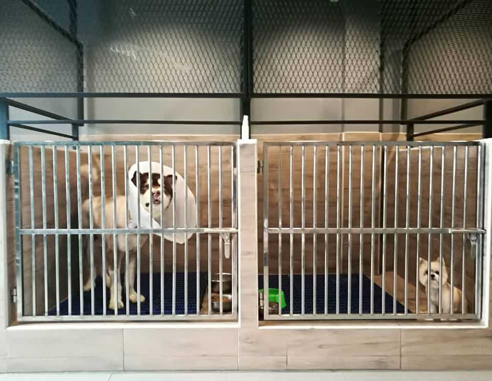 โรงพยาบาลสัตว์เพ็ทซิเดนซ์ Petsidence 4