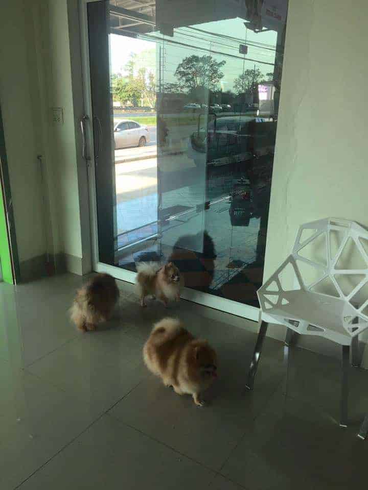 โรงพยาบาลสัตว์ลักกี้เพ็ท Lucky Pet Animal Hospital 6