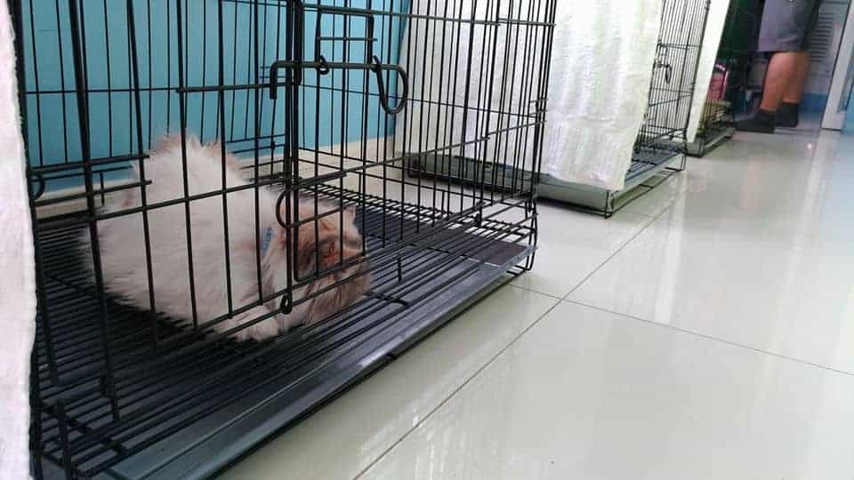 Pa Mari Animal's Health Center (ศูนย์สุขภาพสัตว์ พามาริ) 5