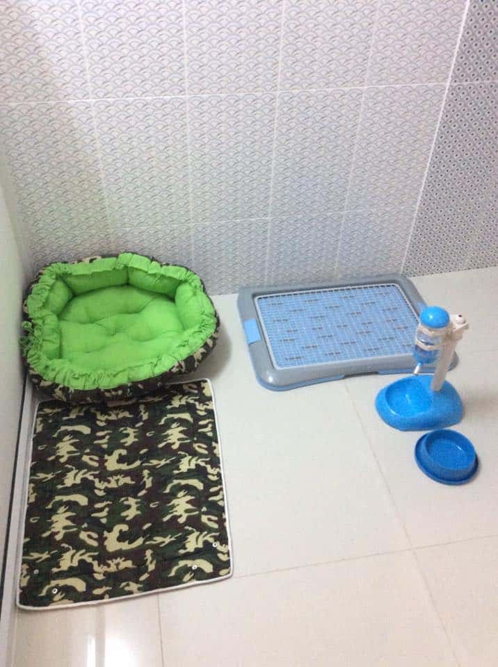 The living dog hotel (อินทามระ 47) 1