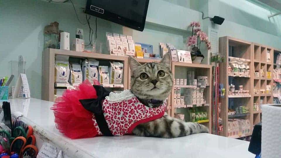 โรงพยาบาลสัตว์พระราม 3 (Rama III Animal Hospital) 2