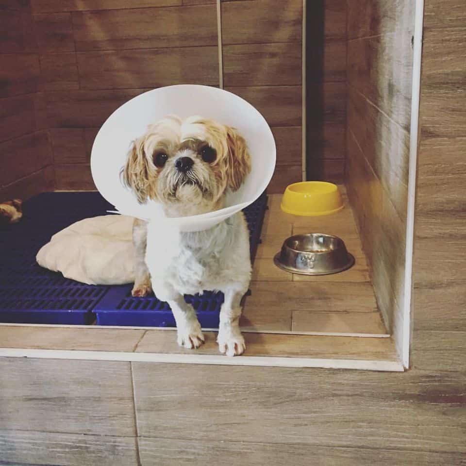 โรงพยาบาลสัตว์เพ็ทซิเดนซ์ Petsidence 5