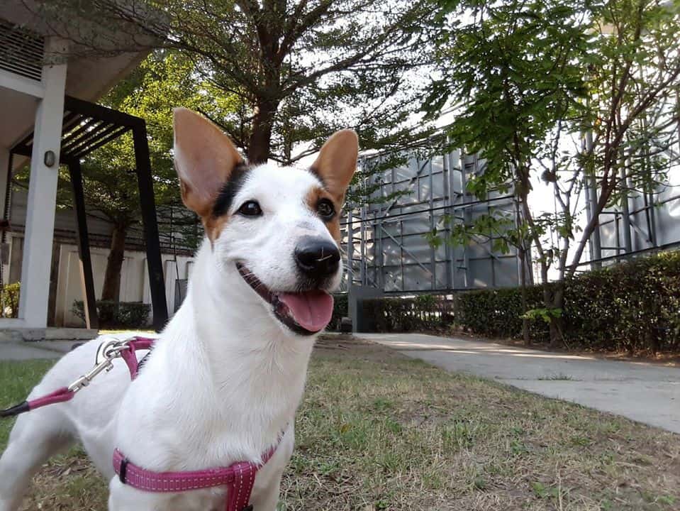 VET 2009 Pet Hospital (โรงพยาบาลสัตว์ เวท 2009) 3