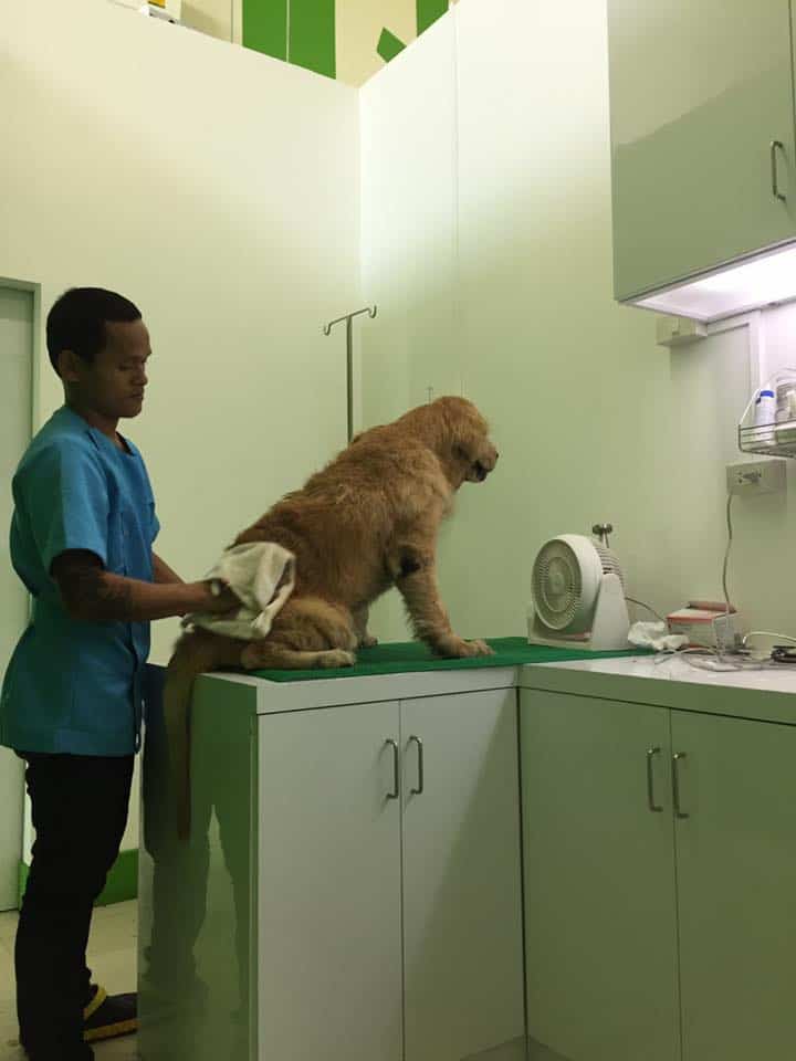 โรงพยาบาลสัตว์ลักกี้เพ็ท Lucky Pet Animal Hospital 8