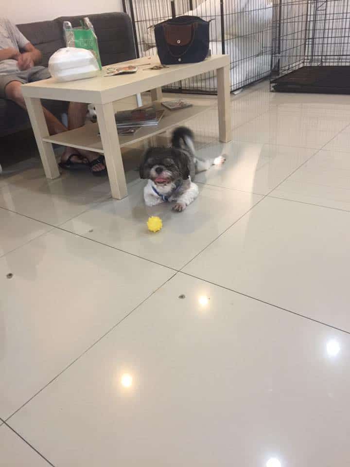 Dog Village (Grooming&Hotel) 4