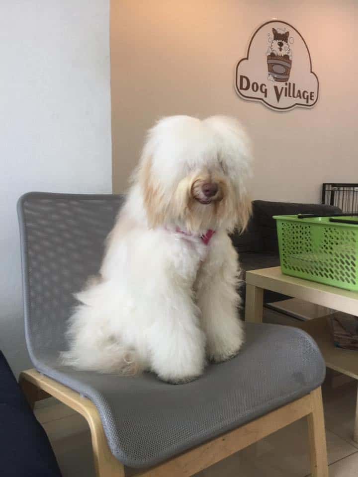 Dog Village (Grooming&Hotel) 5