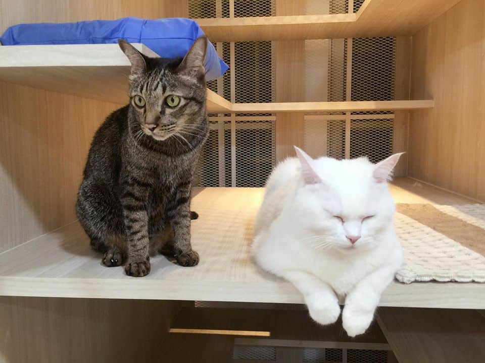 PetWell Animal Hospital (โรงพยาบาลสัตว์เพ็ทเวล) 1