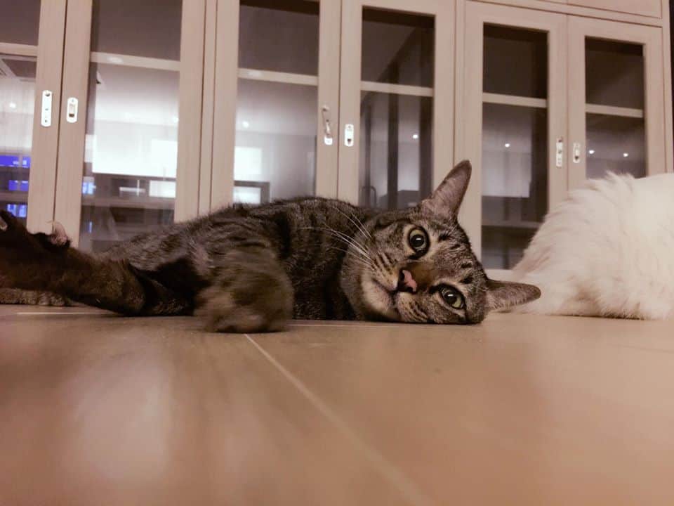 PetWell Animal Hospital (โรงพยาบาลสัตว์เพ็ทเวล) 2