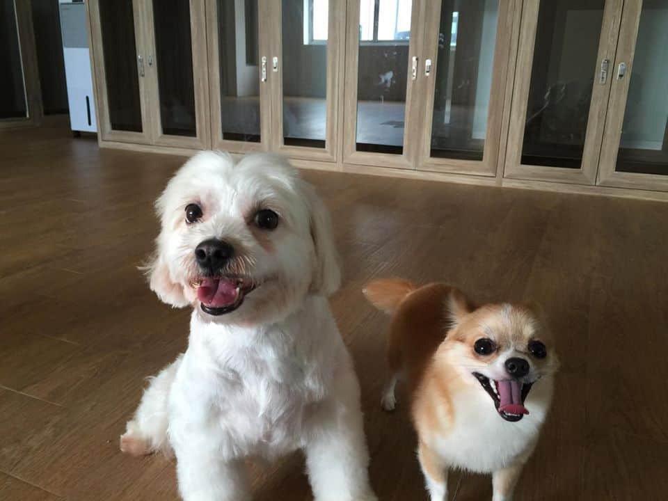 PetWell Animal Hospital (โรงพยาบาลสัตว์เพ็ทเวล) 3