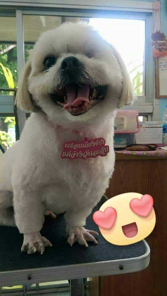 PPH 2 Pet Hospital (โรงพยาบาลสัตว์ประดิพัทธ์ 2) 6