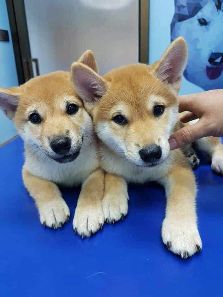 PPH 2 Pet Hospital (โรงพยาบาลสัตว์ประดิพัทธ์ 2) 7