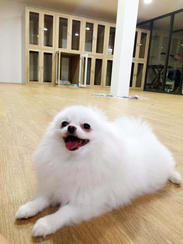 PetWell Animal Hospital (โรงพยาบาลสัตว์เพ็ทเวล) 4