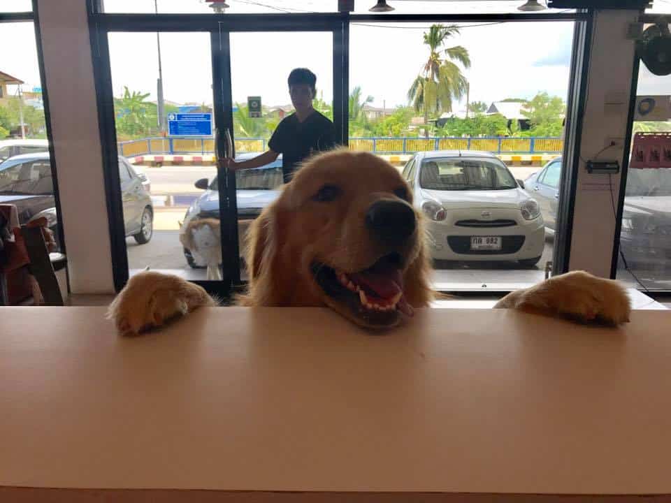 โรงพยาบาลสัตว์เพ็ทซิเดนซ์ Petsidence 6