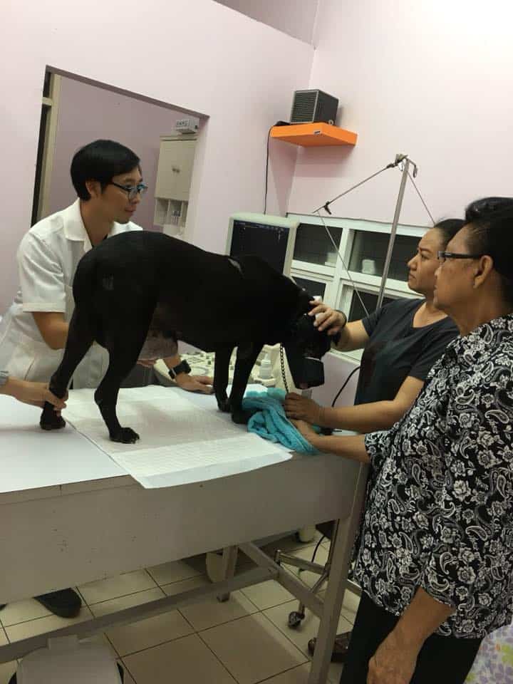 โรงพยาบาลสัตว์มัยลาภ (Animal Hospital Maiyalap) 6