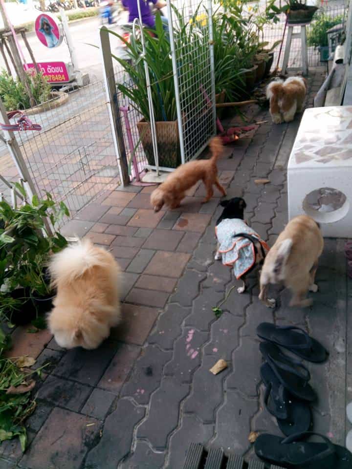 Me & Mom Groomming Spa and Pet Shop (สนามบินน้ำ) 2