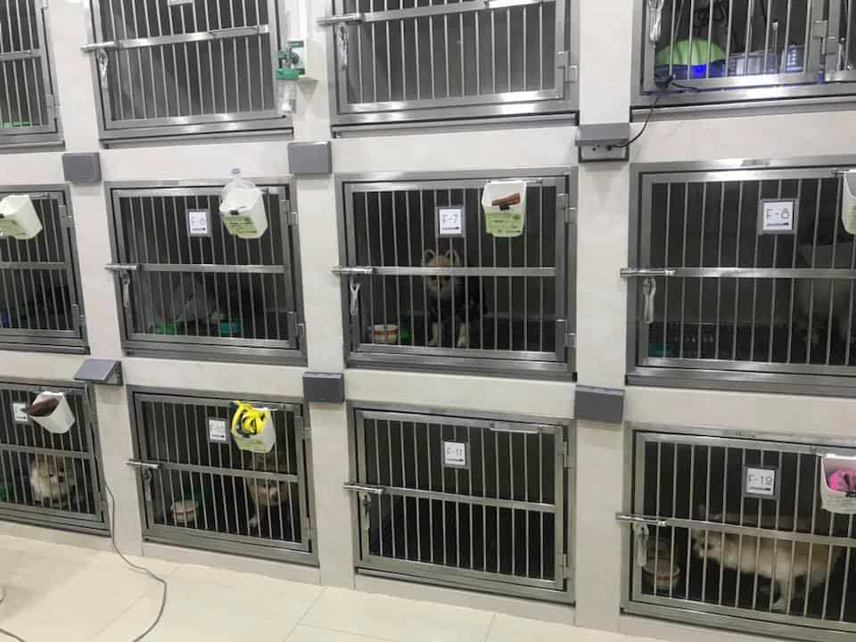 โรงพยาบาลสัตว์สีเขียว Green Animal Hospital 5