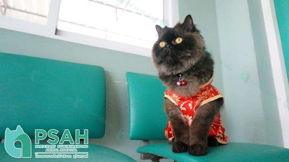 Parichart Suwinthawong Animal Hospital (โรงพยาบาลสัตว์ปาริชาต สุวินทวงศ์) 3