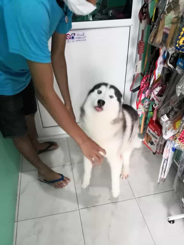 โรงพยาบาลสัตว์ฐานิตฝนทิพย์ (Tanit Fonthip Veterinary Hospital) 3