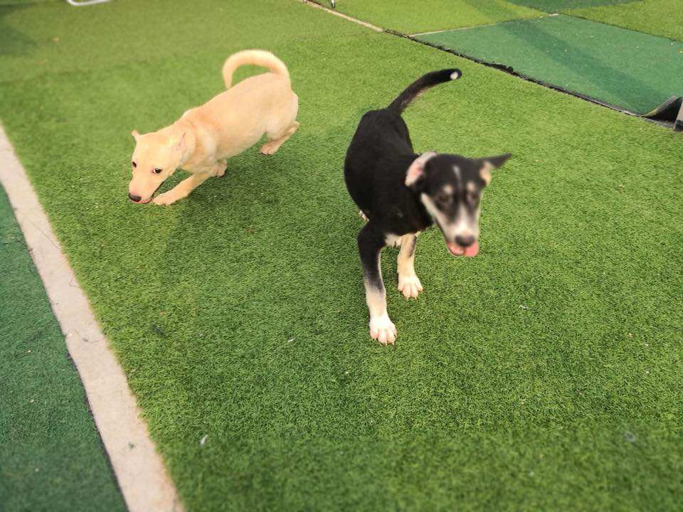 โรงพยาบาลสัตว์ฐานิตฝนทิพย์ (Tanit Fonthip Veterinary Hospital) 4