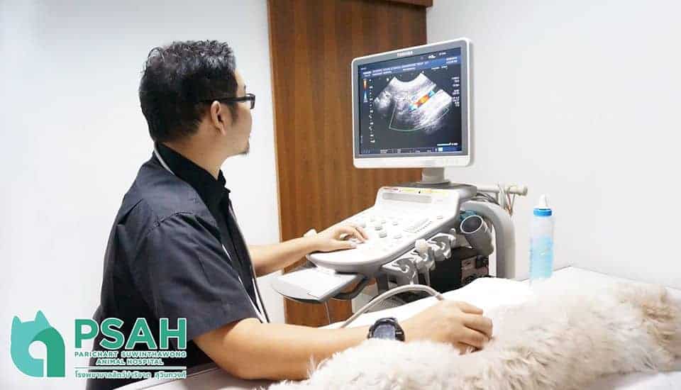 Parichart Suwinthawong Animal Hospital (โรงพยาบาลสัตว์ปาริชาต สุวินทวงศ์) 5