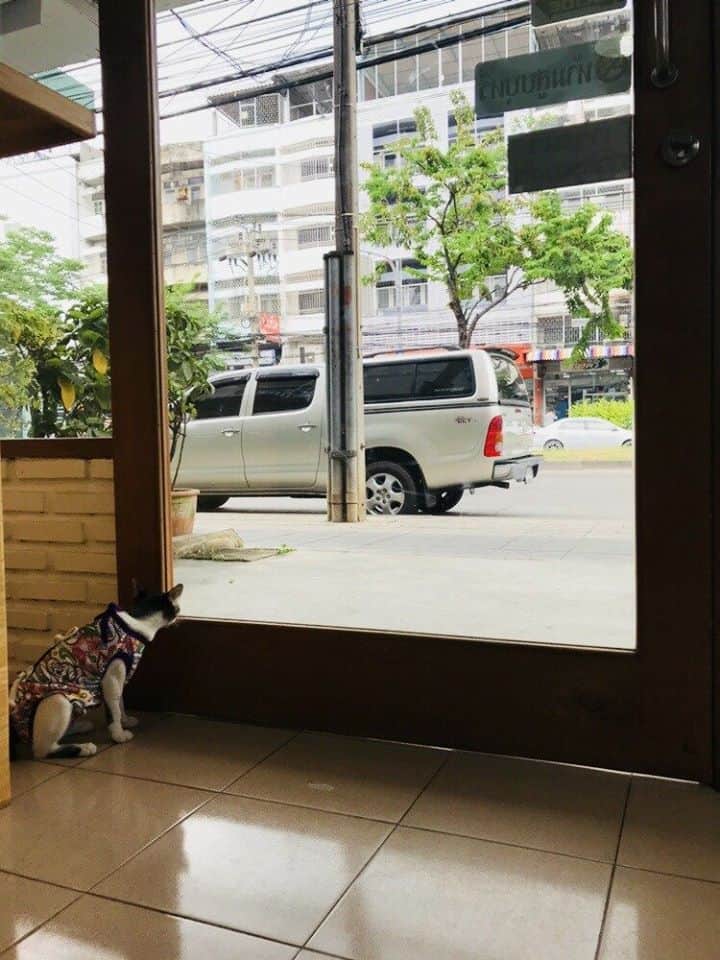 คลินิกมีสุขรักษาสัตว์ (เอกชัย-บางบอน) 1