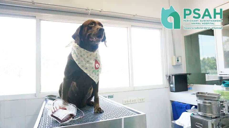 Parichart Suwinthawong Animal Hospital (โรงพยาบาลสัตว์ปาริชาต สุวินทวงศ์) 6
