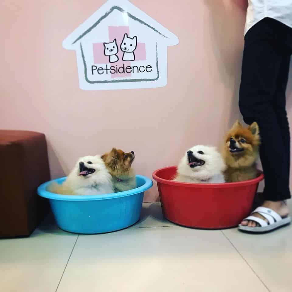 โรงพยาบาลสัตว์เพ็ทซิเดนซ์ Petsidence 8