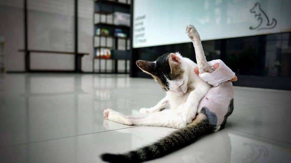 Sattawat Animal Clinic (ศตวรรษสัตวแพทย์) 4
