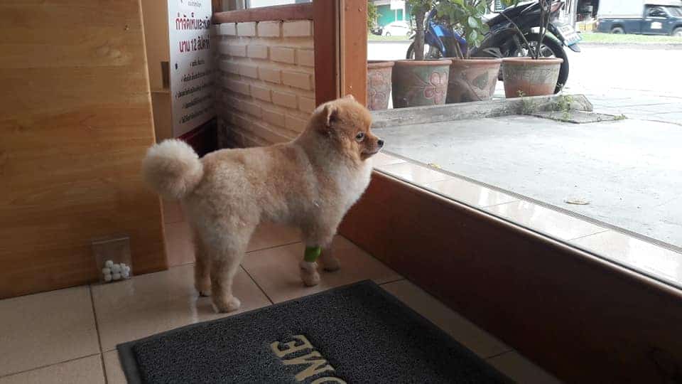 คลินิกมีสุขรักษาสัตว์ (เอกชัย-บางบอน) 2