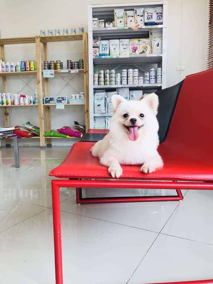 Famicare Pet Hospital (โรงพยาบาลสัตว์ แฟมิแคร์) 2