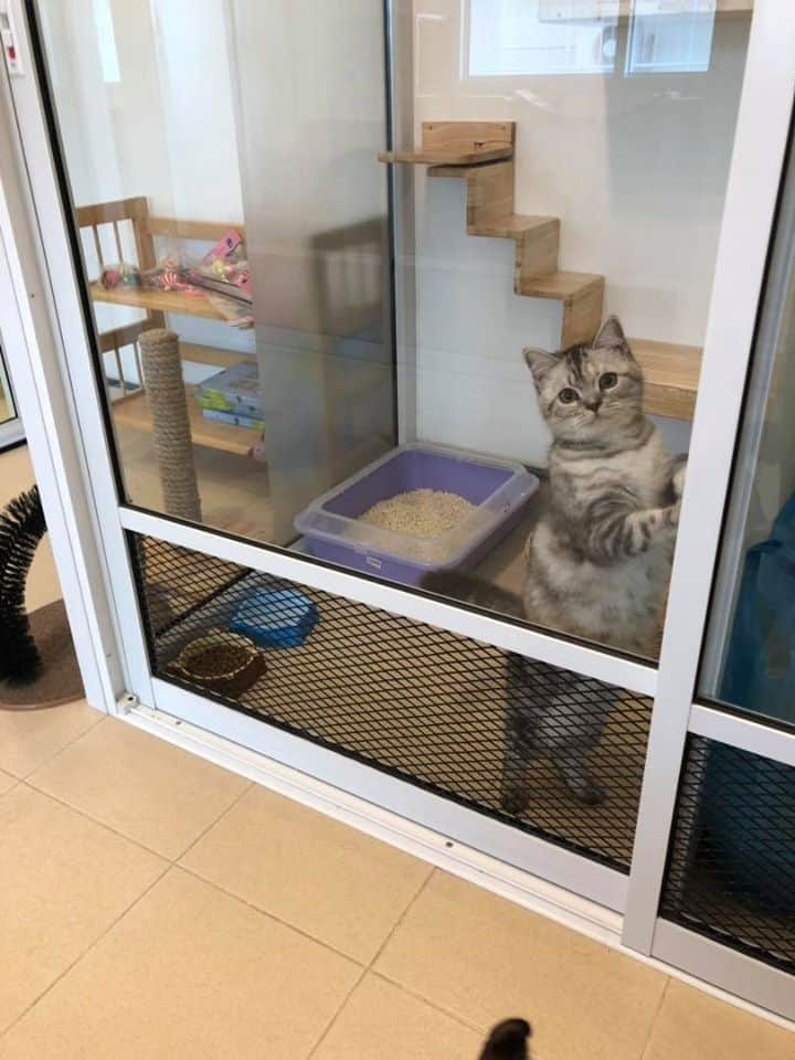 CAT PAW INN (Cat Hotel) 2