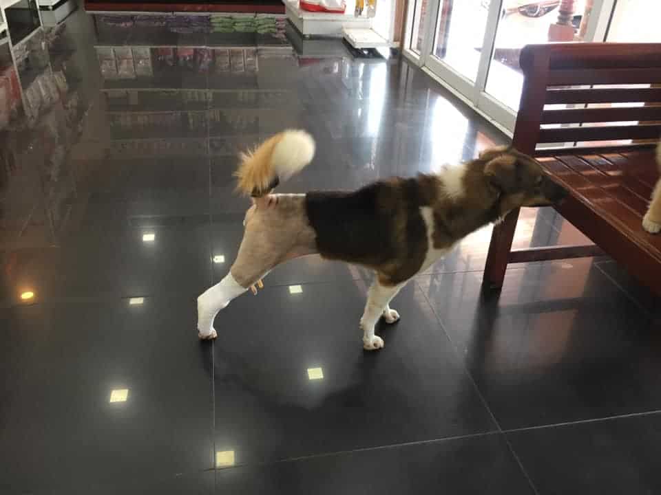 โรงพยาบาลสัตว์บ้านศาลายา Salaya Home Animal Hospital 2