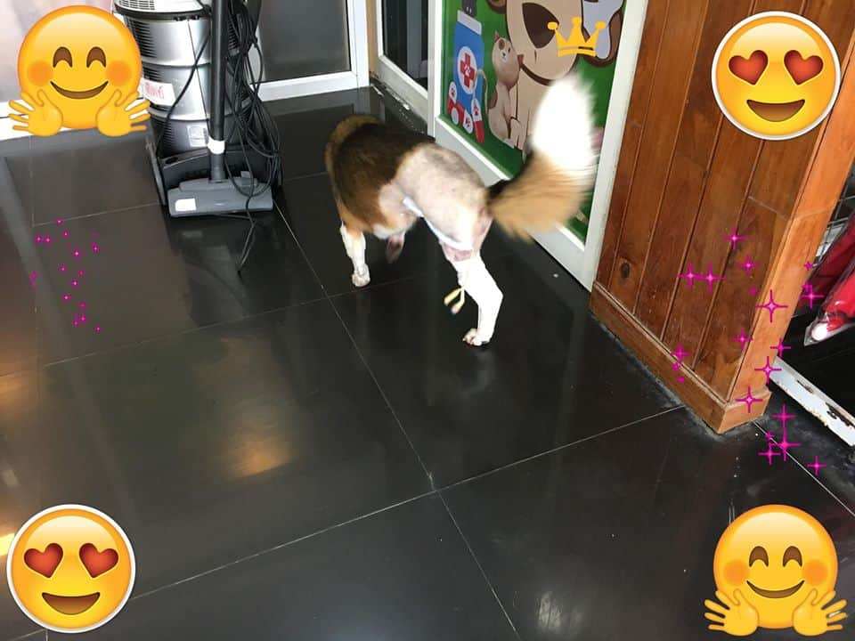 โรงพยาบาลสัตว์บ้านศาลายา Salaya Home Animal Hospital 3