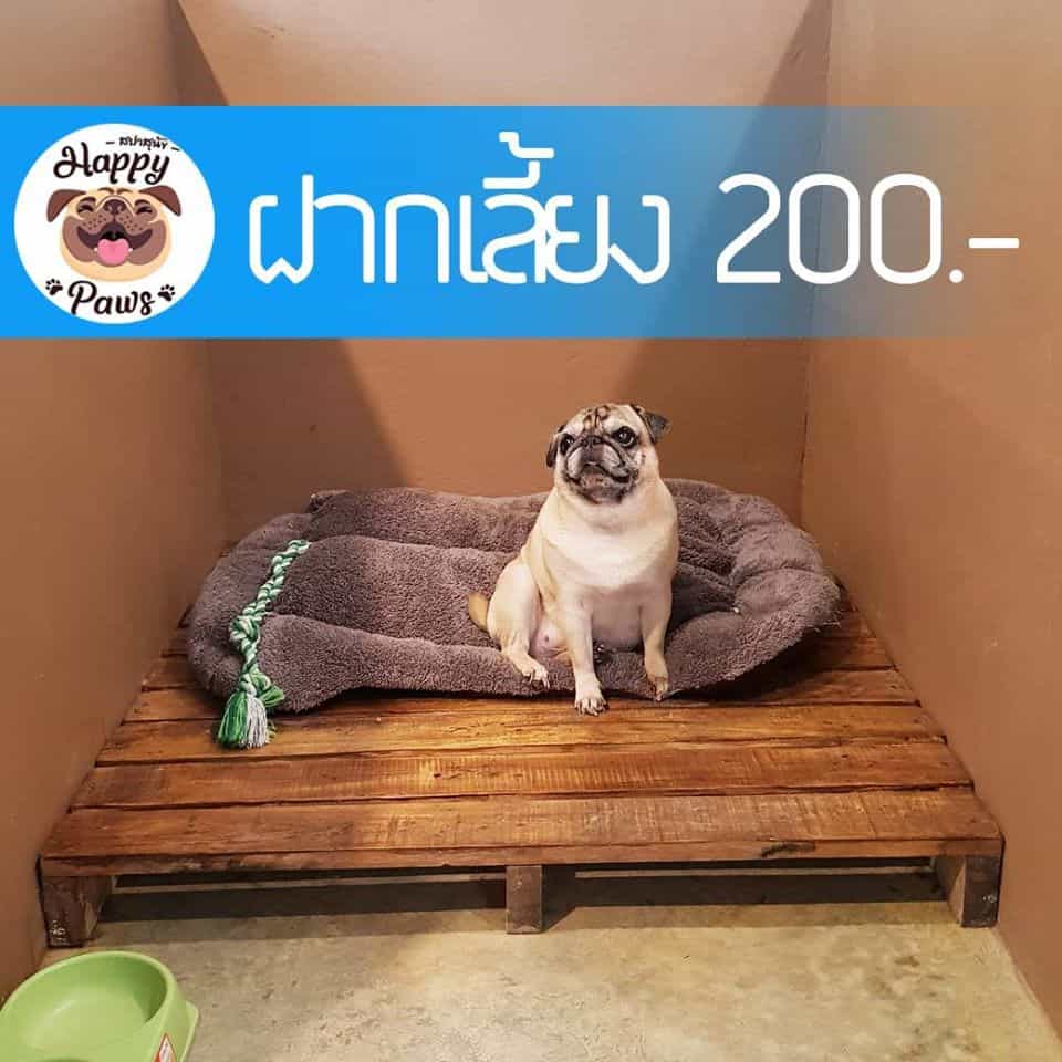 The Pet Resort (ปากเกร็ด) 3