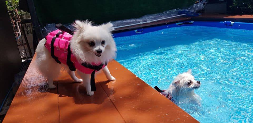 The Pet Resort (ปากเกร็ด) 6
